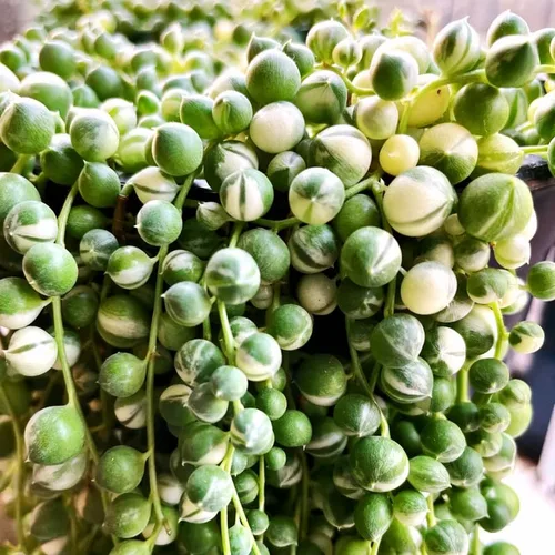 Planta de cadena de perlas vivas para plantar, maceta de cadena de perlas, planta de cadena de perlas vivas, completamente enraizada, planta de