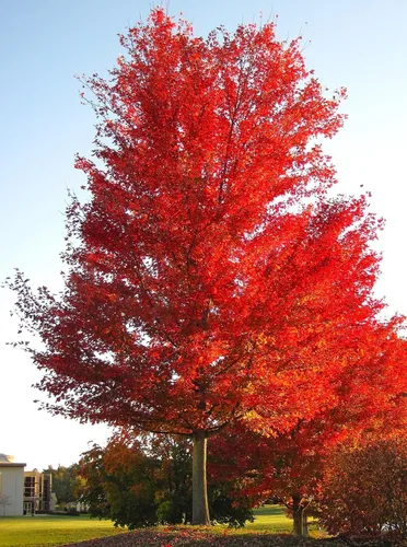 Miniatura 2 de TomorrowSeeds - Semillas de árbol de arce rojo - Más de 50 unidades - para plantar 2026 Acer Rubrum Illinois Roble Escarlata Azúcar canadiense