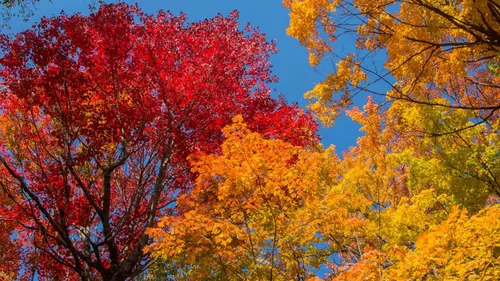 Miniatura 7 de Árbol de Arce Azúcar del Norte Semillas Premium Acer Saccharum 'Fall' Plants' (Premium Seeds, 50)