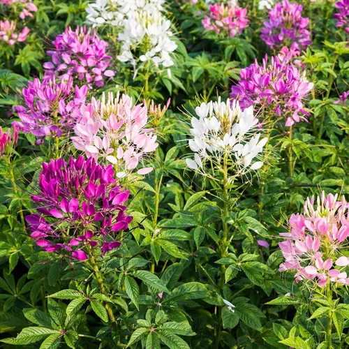 Miniatura 5 de Eden Brothers Cleome Seeds - Cherry Queen