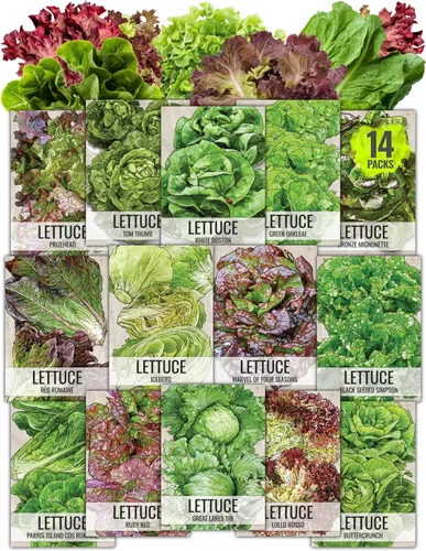 Miniatura 16 de Seed Needs, Colección de paquetes de semillas de rábano multicolor (6 variedades individuales de semillas de rábano para plantar) sin OMG y sin