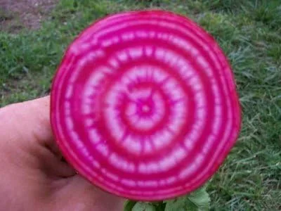 Miniatura 3 de Beet Chioggia Great Heirloom Vegetable by Seed Kingdom Bulk 1,500 Semillas