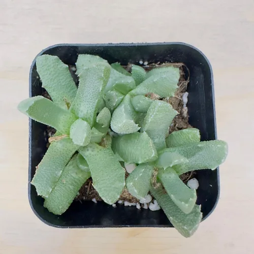 Miniatura 15 de Plantas suculentas vivas, variedades variadas en dos tamaños de maceta, plantas de fácil cuidado para interiores y exteriores, GNEM