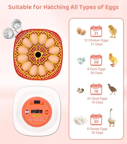 Miniatura 6 de Incubadora de 12 huevos para incubar huevos, control inteligente de temperatura y humedad, giro automático de huevos, incubadora para incubar pollo