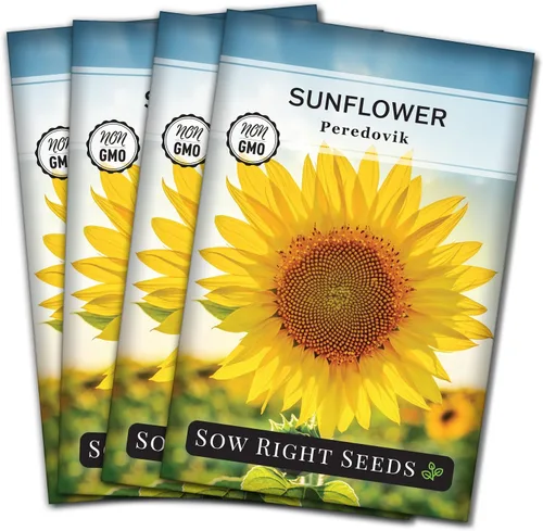 Miniatura 9 de Sow Right Seeds - Semillas de girasol Peredovik para plantar - Paquete de reliquia sin OMG con instrucciones para el cultivo - Flor solar negra rusa