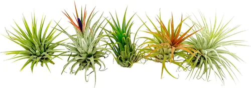 Miniatura 2 de ragnaroc Plantas de aire - Paquete de Tillandsia Ionantha, Regular 1-3" - 5 unidades - Llegada viva garantizada - Plantas de casa para decoración