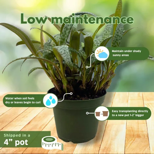 Miniatura 5 de BubbleBlooms Planta de leopardo Squill de plata, Ledebouria socialis, 4 pulgadas