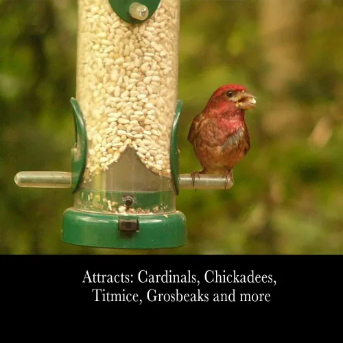 Miniatura 4 de Desert Valley - Semillas de cártamo, totalmente naturales, sin OMG, alimento para aves silvestres prémium para cardenales, arrendajos, palomas y más