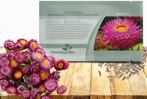 Outsidepride Purple Helichrysum - 5000 semillas anuales de flores de paja tolerantes a la sequía para plantar flores atractivas, ideales para