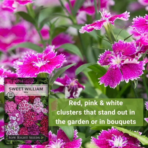 Miniatura 5 de Semillas de flores para plantar Sweet William Mix - Hermosa y comestible variedad bienal - Paquete de reliquia sin OMG para plantar el jardín