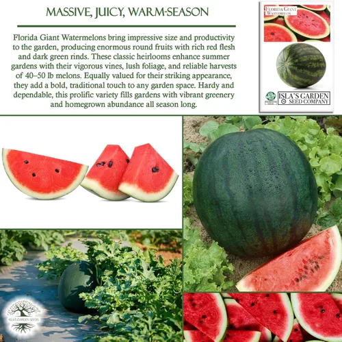 Miniatura 5 de Cultiva enormes sandías gigantes de Florida, más de 25 semillas de reliquia sin OMG de Isla's Garden Seeds, melones masivos de 40 a 50 libras