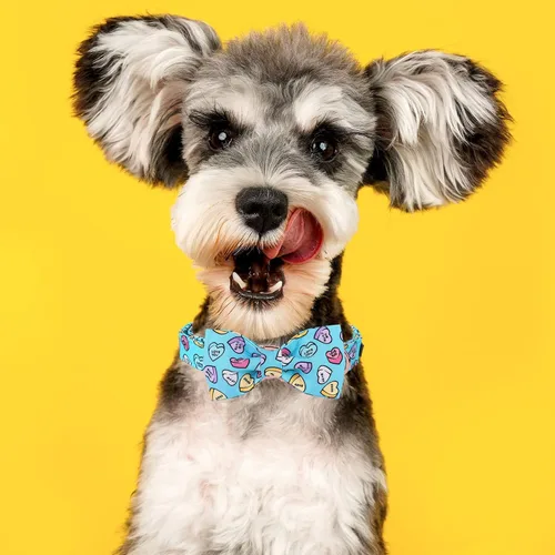 Miniatura 4 de MR. CHUBBYFACE - Collar de perro de San Valentín con corbatín, lindo collar de perro con corazón azul con hebilla de metal, collar de algodón