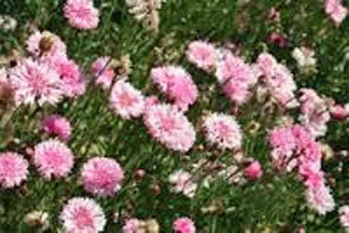 Botón de soltero, semillas rosas altas, 200 semillas, hermosas flores de color rosa brillante.
