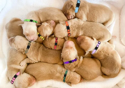 Miniatura 7 de Collares para Cachorros para Camada, Collares para Cachorros Pequeños de Nylon Suave de Seguridad para Parto de Camada para Mascotas Recién Nacidas