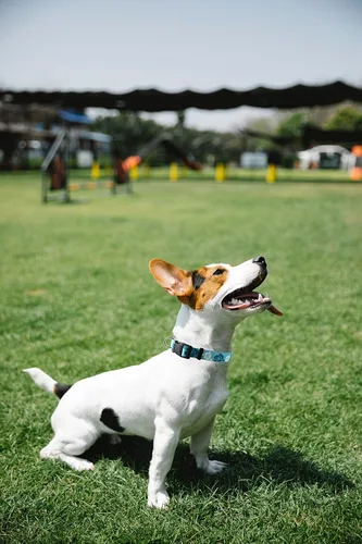 Miniatura 3 de Collar para Perro Aiminto, Lindo Patrón Floral, Collar Suave y Ajustable con Hebilla de Liberación Rápida (S