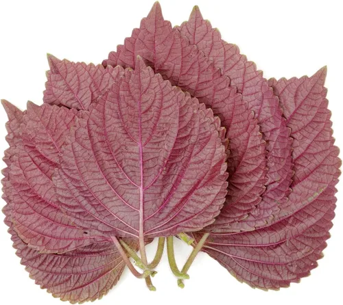 Miniatura 2 de 1500 Seeds - Semillas de perilla vietnamita (Perilla Frutescens) Shiso Tía Tô Seeds - Semillas de albahaca vietnamita silvestre o menta morada