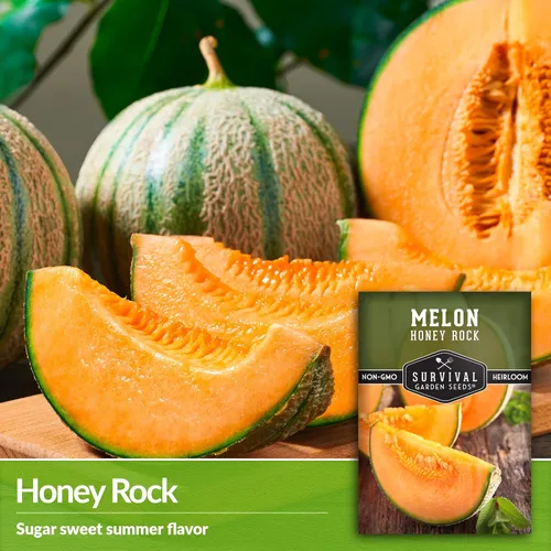 Miniatura 3 de Survival Garden Seeds - Semilla de melón Honey Rock para plantar - Paquete con instrucciones para plantar y cultivar dulces y deliciosos frutos