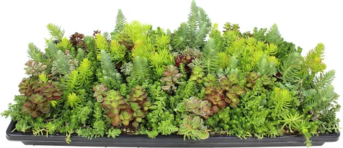 Tapete Sedum de 10 pulgadas x 20 pulgadas, cultivo de piedra resistente no tóxico para paisajismo, suculentas vivas, plantas aptas para mascotas
