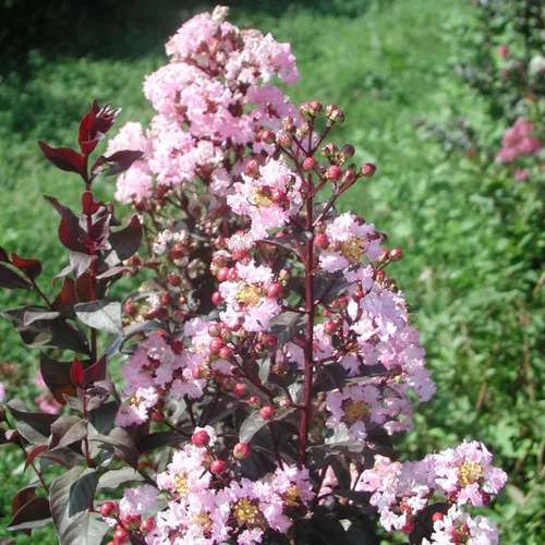 Miniatura 2 de TriStar Plants - Crape Myrtle - Rapsodia en rosa, lagerstroemia índica, maceta comercial de 1 galón, mirto rosa crespo, flores de verano, árbol