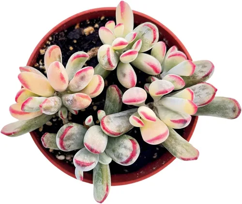 Miniatura 10 de 4" Plantas suculentas vivas Tradescantia Nanouk, suculentas en maceta de fácil cuidado, planta de interior, regalos únicos, decoración para el hogar