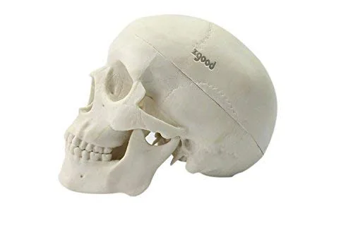 Miniatura 4 de Mini humano médico anatómico cabeza hueso cráneo hueso