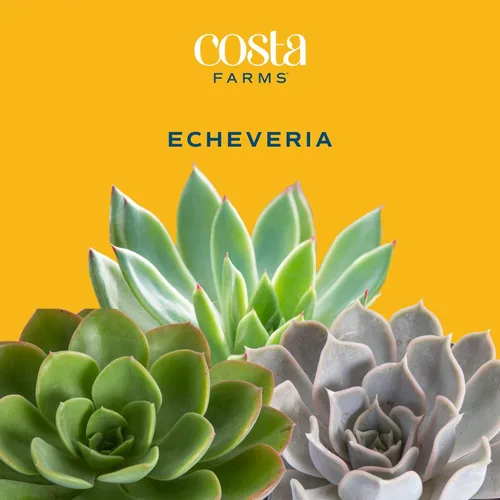 Miniatura 3 de Costa Farms - Suculentas Maceta de madera para decoración