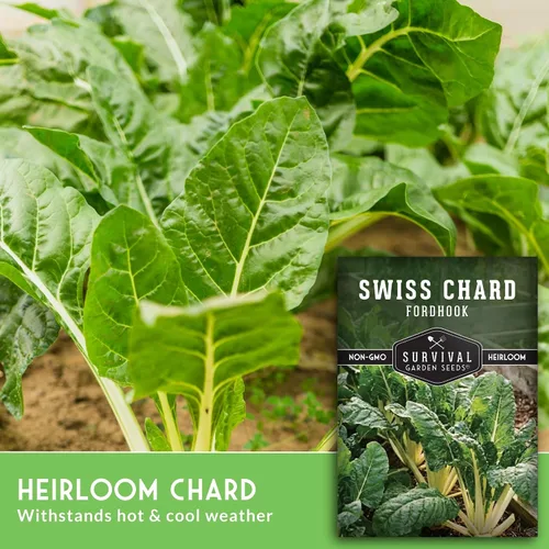 Miniatura 5 de Fordhook - Semillas de acelga gigante para plantar, acelga verde reliquia con tallos blancos, cultivo de clima fresco o cálido para jardines