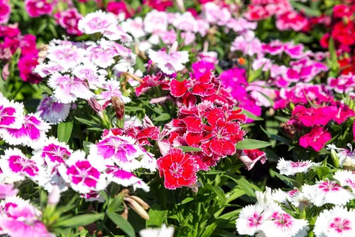 Miniatura 3 de 1000 Pinks chinos (rosa de China/rosa arcoíris) Dianthus Chinensis semillas de flores