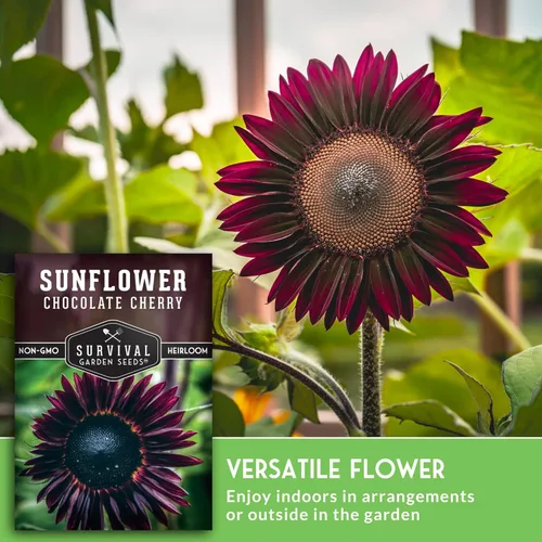 Miniatura 4 de Semillas de girasol de cereza chocolate para plantar Raras flores negras burdeos de 1,8 a 2,1 metros, gigantes sin OMG autóctonas - Semillas