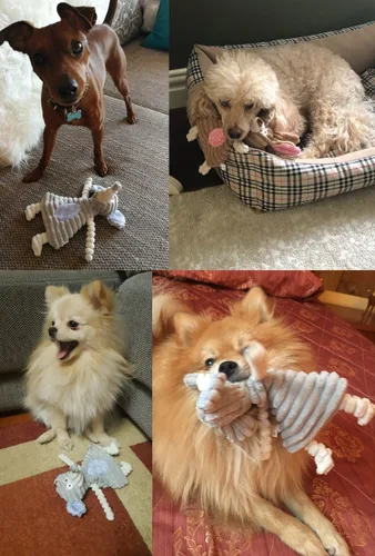 Miniatura 3 de Comtim Juguetes para perros sin relleno con chirriador, juguetes duraderos para masticar, perros pequeños y cachorros, conejo y elefante