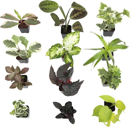 Miniatura 8 de Plantas de interior fáciles de cultivar (paquete de 12) plantas de interior vivas en contenedores de plantas, juego de plantas de elección