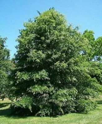 Semillas de árbol de roble Pin
