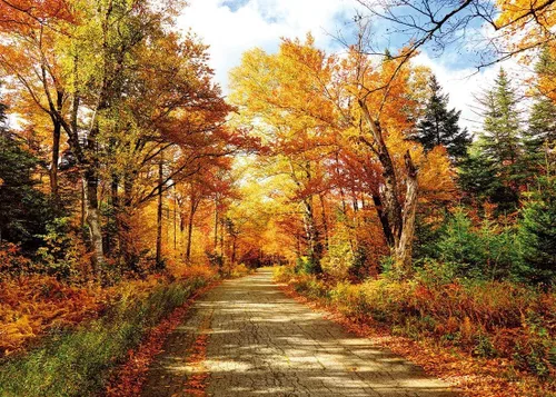 Telón de fondo de fotografía de otoño, hojas caídas, paisaje natural real, fondo de fotografía para decoración de fiestas, pancartas de baby shower,