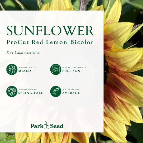 Miniatura 3 de Park Seed ProCut Semillas de girasol bicolor rojo y limón – Pétalos rojos llamativos con puntas de limón, variedad de primavera fácil de cultivar