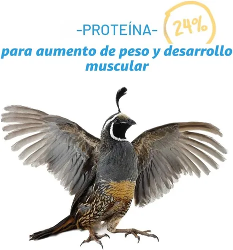 Miniatura 4 de Manna Pro Gamebird & Showbird Crumbles – Alimento prémium para aves de corral para pollos, patos, aves de caza, pavos y bantams – Fortificado