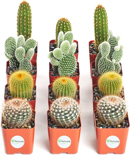 Miniatura 5 de Shop Succulents Colección Cool Cactus de plantas suculentas vivas, paquete variado seleccionado a mano de cactus Colección de macetas de 9 en 2