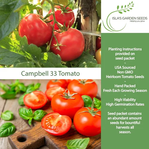 Miniatura 2 de Campbell - Semillas de tomate de 33 pulgadas, más de 100 semillas de reliquia sin OMG para plantar, ideales para tomates jugosos y sabrosos