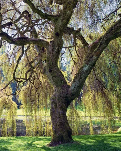 Miniatura 4 de Árbol de sauce llorón, maceta de 1 galón, árbol de sombra de rápido crecimiento Arbor Day Foundation