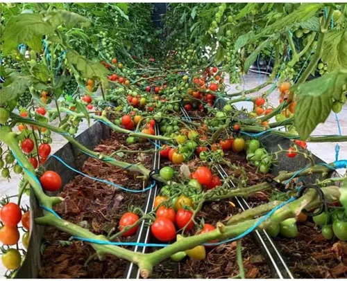 Miniatura 8 de 100 clips de soporte para plantas de jardín, clips de tomate, lazos para plantas, clips de enrejado, clips de enrejado para plantas de vid de Negro