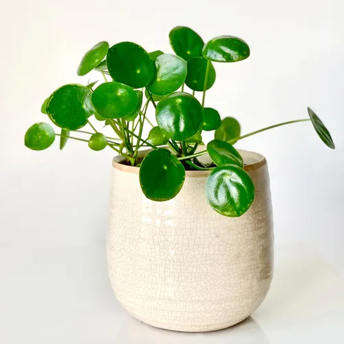 2 plantas Pilea Peperomioides, plantas vivas de dinero, plantas iniciadoras de Pilea Peperomioides vivas de 3 a 6 pulgadas de alto, plantas de