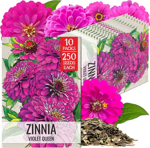 Miniatura 23 de Seed Needs California Giants - Semillas de zinnia – 250 semillas tradicionales para plantar Zinnia elegans – Cultiva flores anuales polinizadas