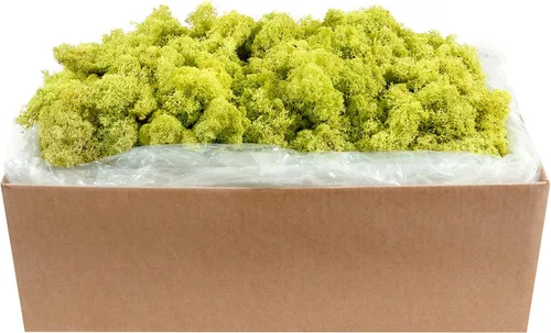 Miniatura 11 de Super Moss 21669 - Musgo de reno preservado, Chartreuse, 8 onzas (200 pulgadas cúbicas)