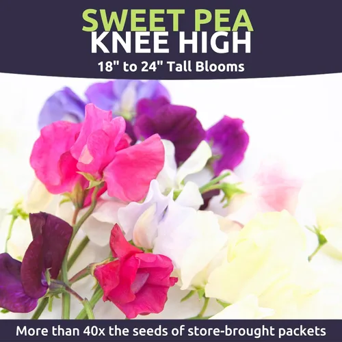 Miniatura 3 de Sweet Pea Knee High - Paquete grande de 1/2 onza - 150 semillas de flores para plantar - Lathyrus odoratus