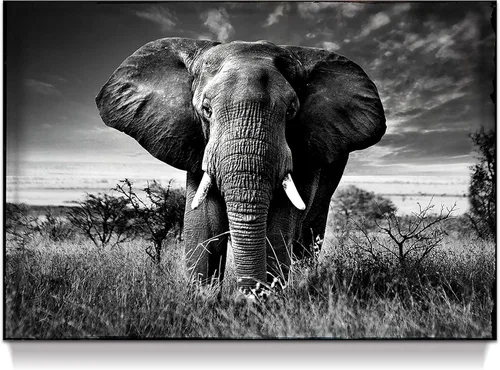 Arte de pared blanco y negro de elefante – Pintura rústica en lienzo – Imagen de animales africanos – Obra de arte natural para decoración de baño y