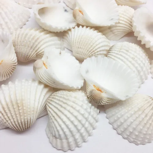 Miniatura 9 de Conchas marinas Pepperlonely, vieiras de diferentes tamaños