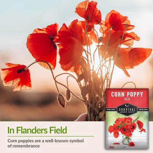Miniatura 3 de Survival Garden Seeds Amapola de maíz rojo (Papaver Rhoas) 1 paquete con semillas de flores silvestres e instrucciones de plantación Cultiva