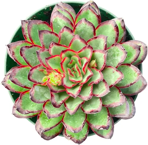 Miniatura 8 de Sprout N Green Aeonium - Almohadilla de lirio, planta suculenta viva totalmente enraizada en maceta de 4 pulgadas, oficina en casa, decoración