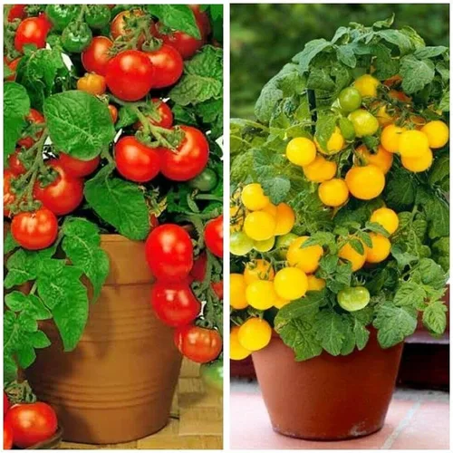 Miniatura 5 de MOCCUROD - 100 semillas de tomate cereza para interiores, semillas de herencia vegetal rara de tomate enano rojo y amarillo