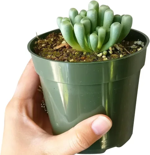 Miniatura 5 de Baby Toes Fenestraria - Maceta de arcilla de 2 pulgadas + maceta de arcilla, suculenta saludable, rara e inusual, planta de interior de fácil