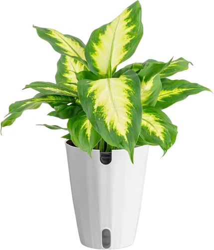 Miniatura 10 de Costa Farms Dieffenbachia, planta viva de galatea en maceta decorativa, fácil de mantener, planta de interior perfecta para el hogar, habitación u